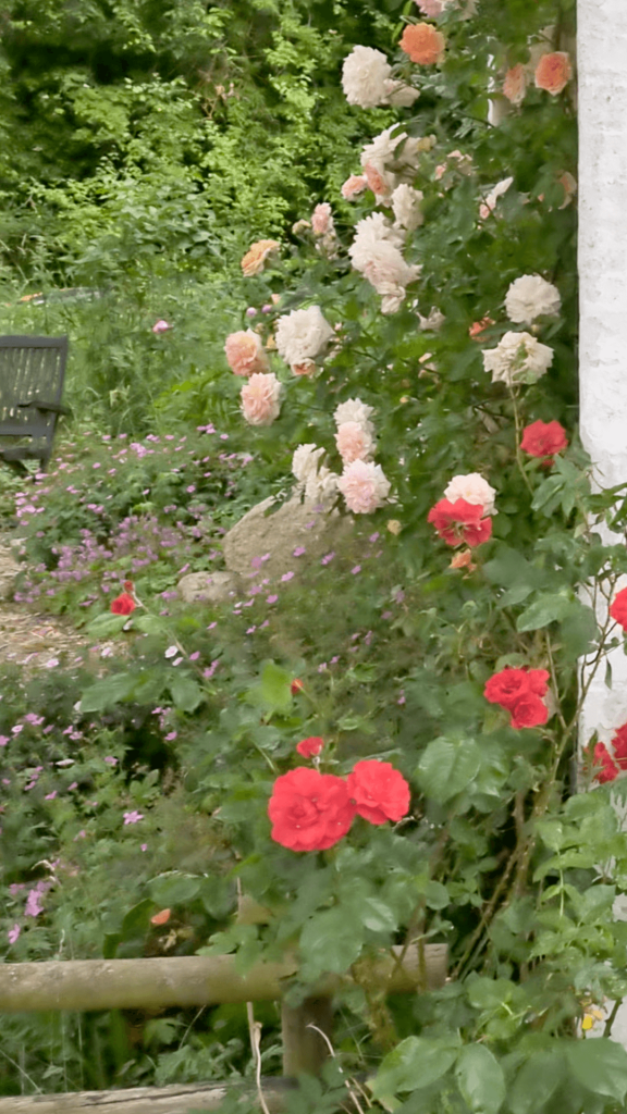 klatreroser og bivenlige blomster