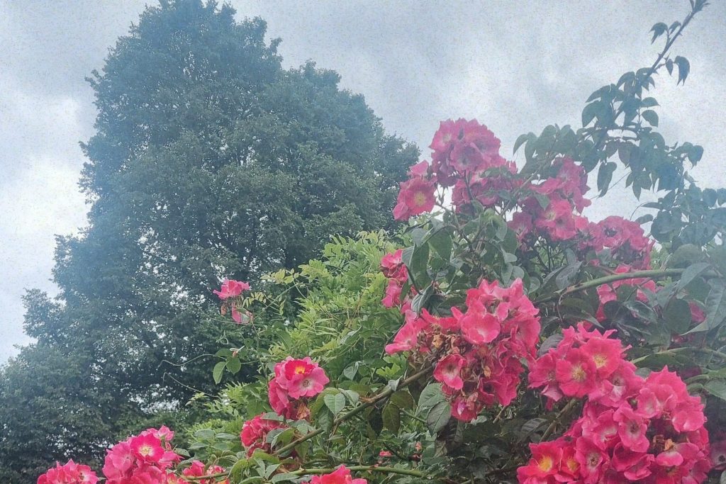 slyngroser med duft skaber skønne rum i haven