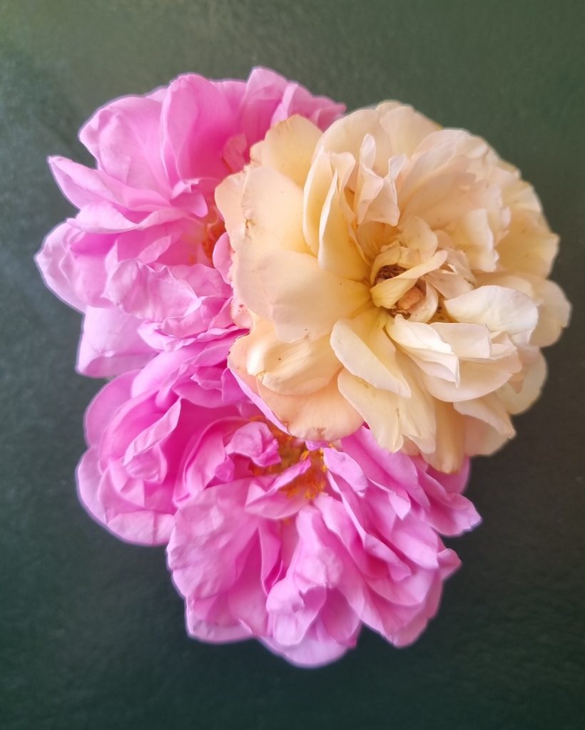 Roser med duft: rosa damascena og rosa moschata