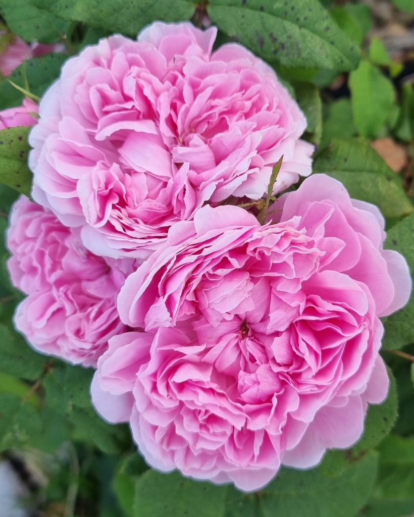 Rosa Portlandica 'Jacques Cartier'
