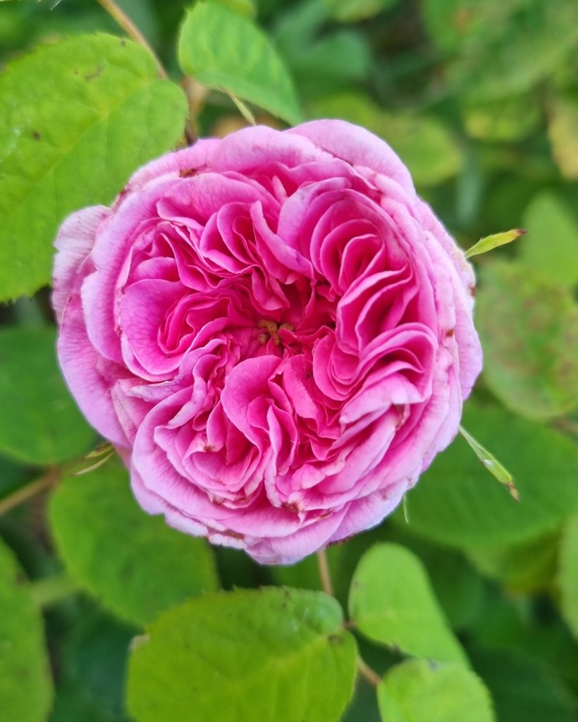 Rosa Portlandica 'Duchesse de Rohan'