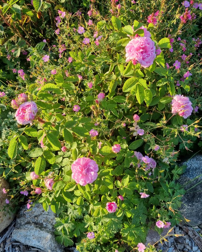 Portlandroser og storkenæb