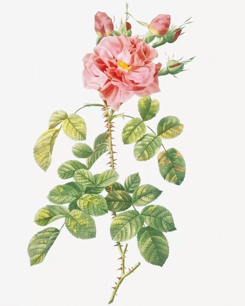 Rose des Quatre Saisons (de fire årstiders rose)