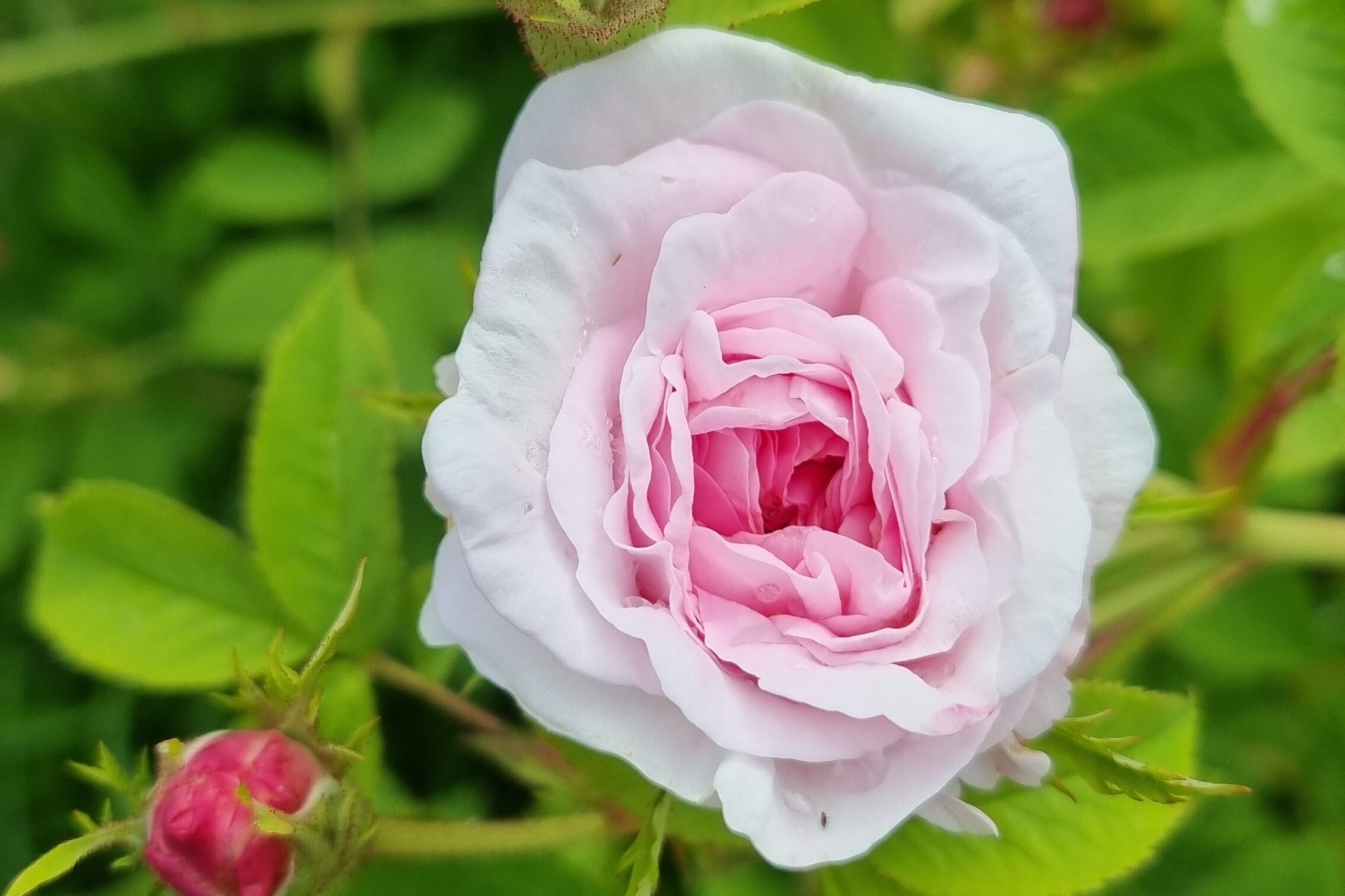 Rosa Alba 'Chloris'