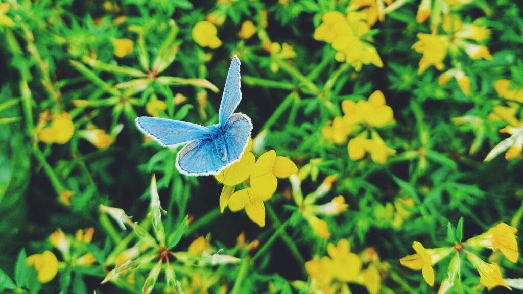 kællingetand og blåfugl