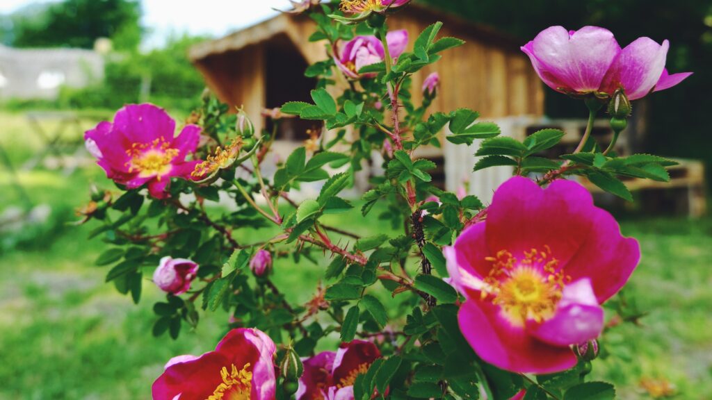 vilde roser og shelter