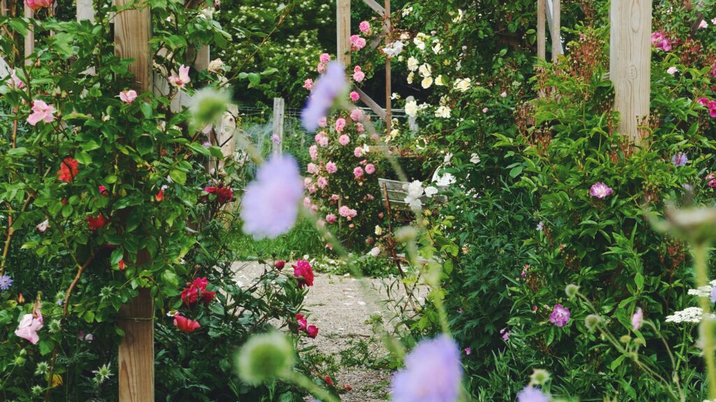 Rosenhave med duftende klatreroser