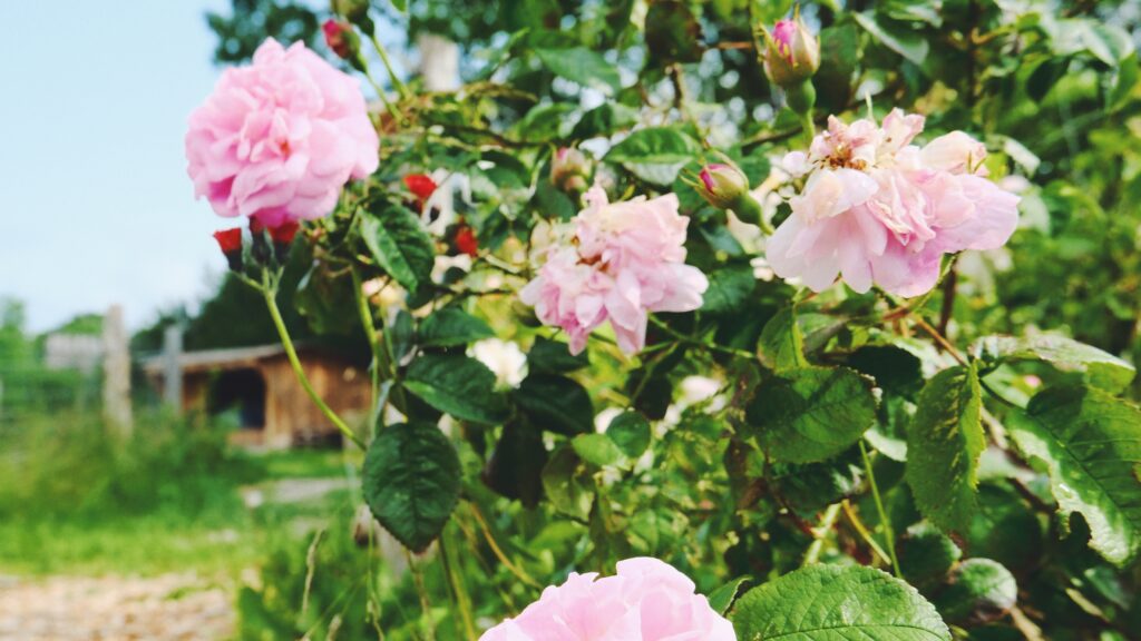 Historiske roser og shelter
