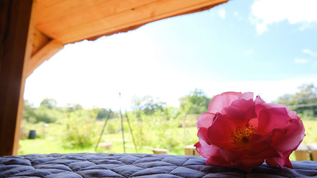 Vågn op til duften af roser