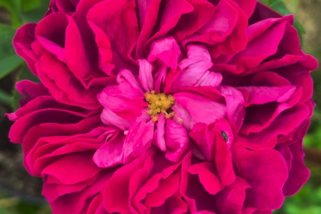 Portlandrose Rose Du Roi