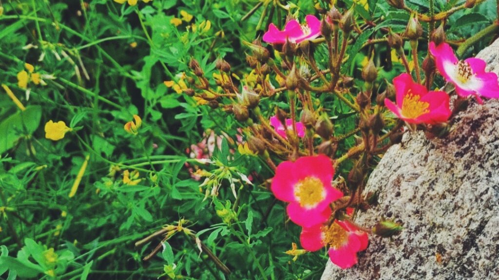 bivenlige roser og kællingetand