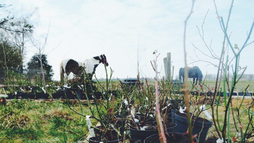 roser til salg i potter