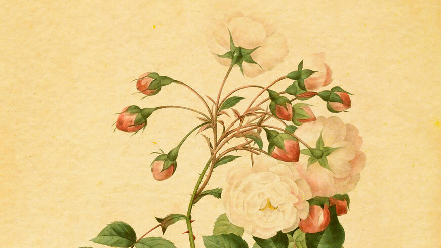 rose adelaide D'orleans