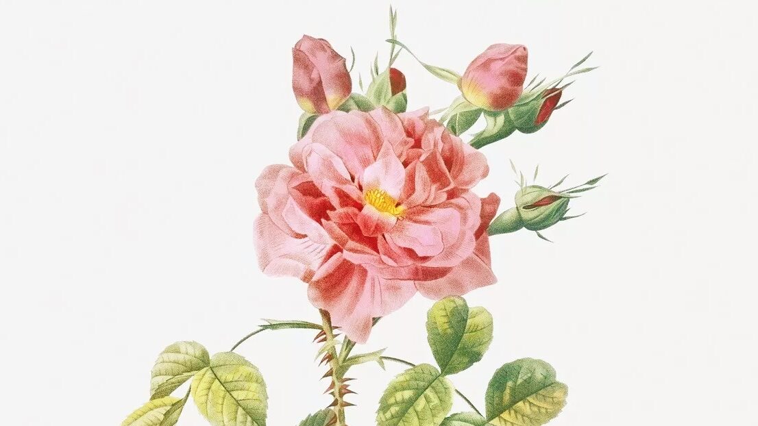 Rose des Quatre Saisons (de fire årstiders rose)