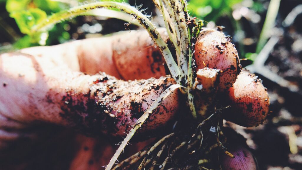 sunde hårdføre stauder